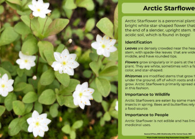 Arctic Starflower