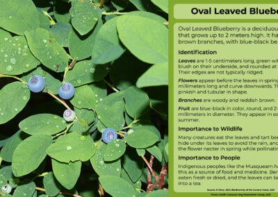 Oval Leaved Blueberry